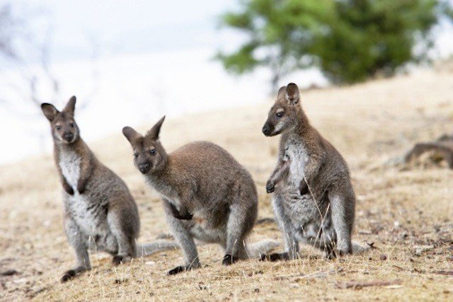 收入证明_动物福利与农民收入(3)