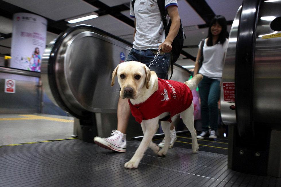 深圳地铁迎来首只导盲犬"史努比"