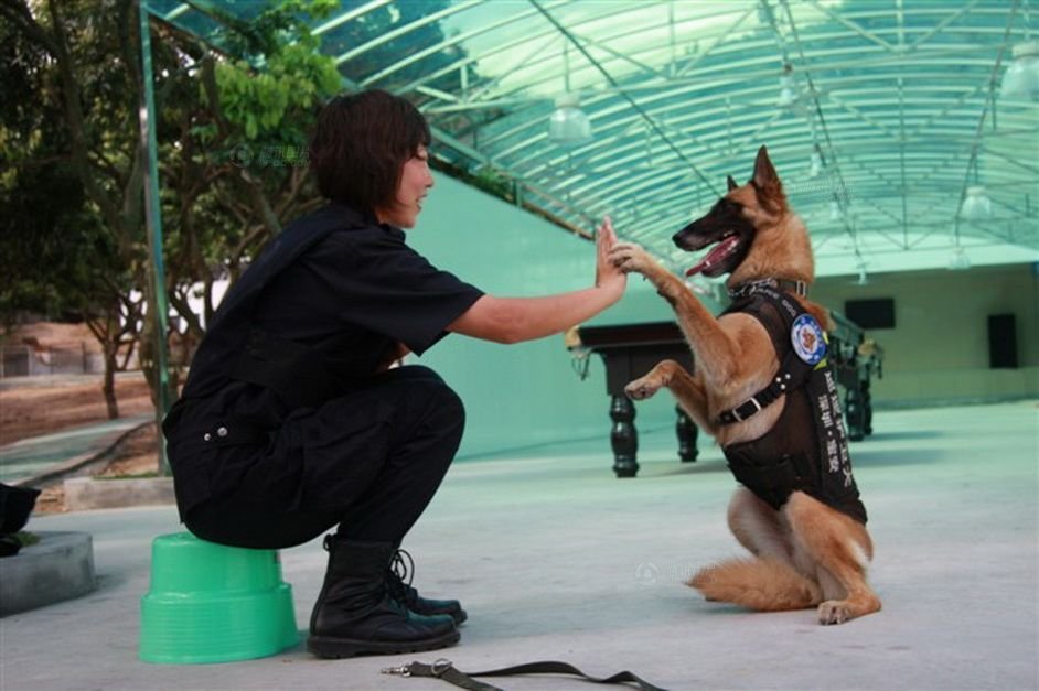 中国人一天1000期参赛作品警犬训练员转载