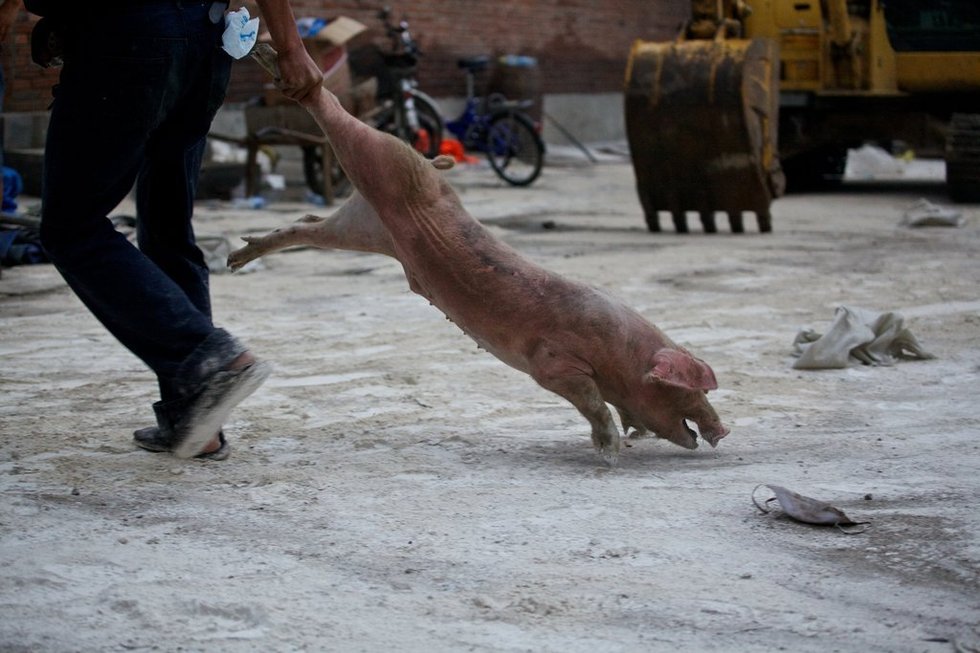 养殖场工作人员将存活下来的小猪拖走. 