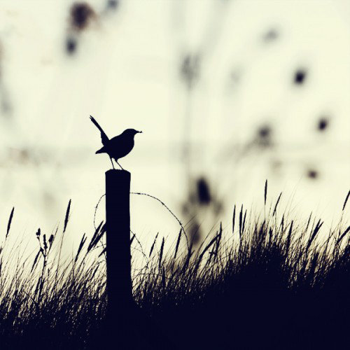 拍照如何提高构图 4542967_980x1200_0.jpg