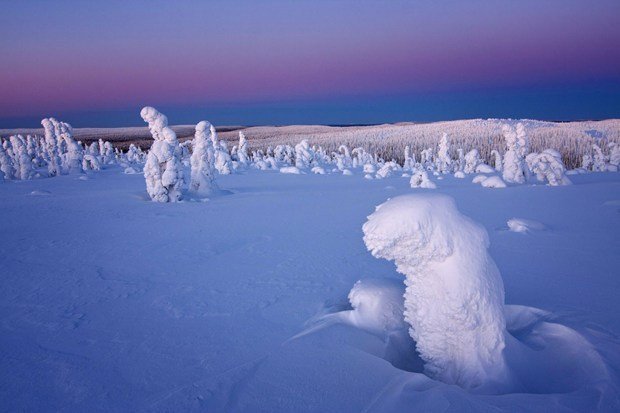 貌似外星世界的北极罕见"雪树"奇观