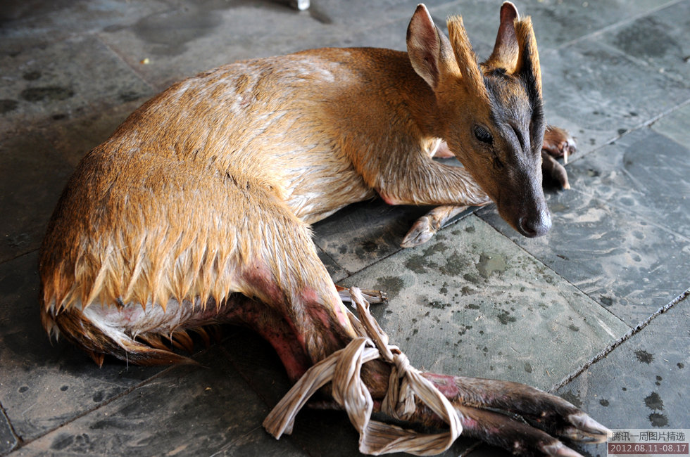 高清：腾讯新闻一周图片精(2012.8.11-8.17)