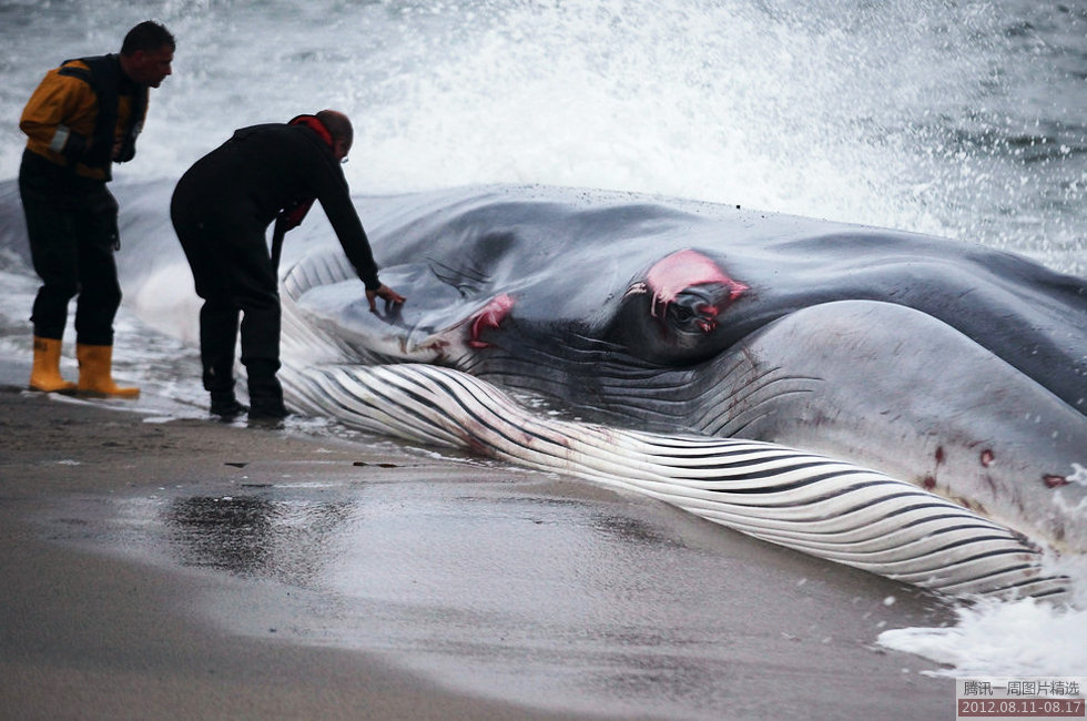 高清：腾讯新闻一周图片精(2012.8.11-8.17)