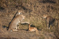 组图：摄影师捕捉猎豹抚摸小鹿瞬间