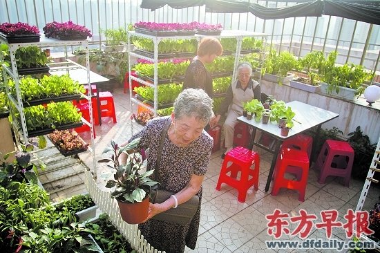 上海500户家庭阳台上建菜园 操作简便易行_大申网_腾讯网