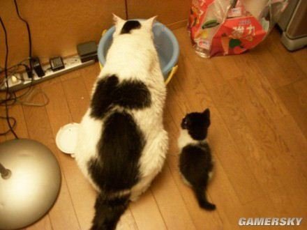 网-东方游戏-狗尾巴钓鱼谁愿上钩?海量搞笑喵