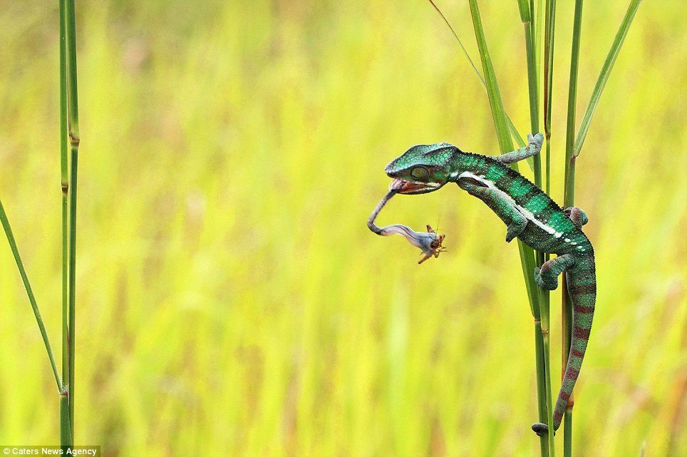 印尼摄影师拍摄变色蜥蜴弹舌捕猎精美瞬间