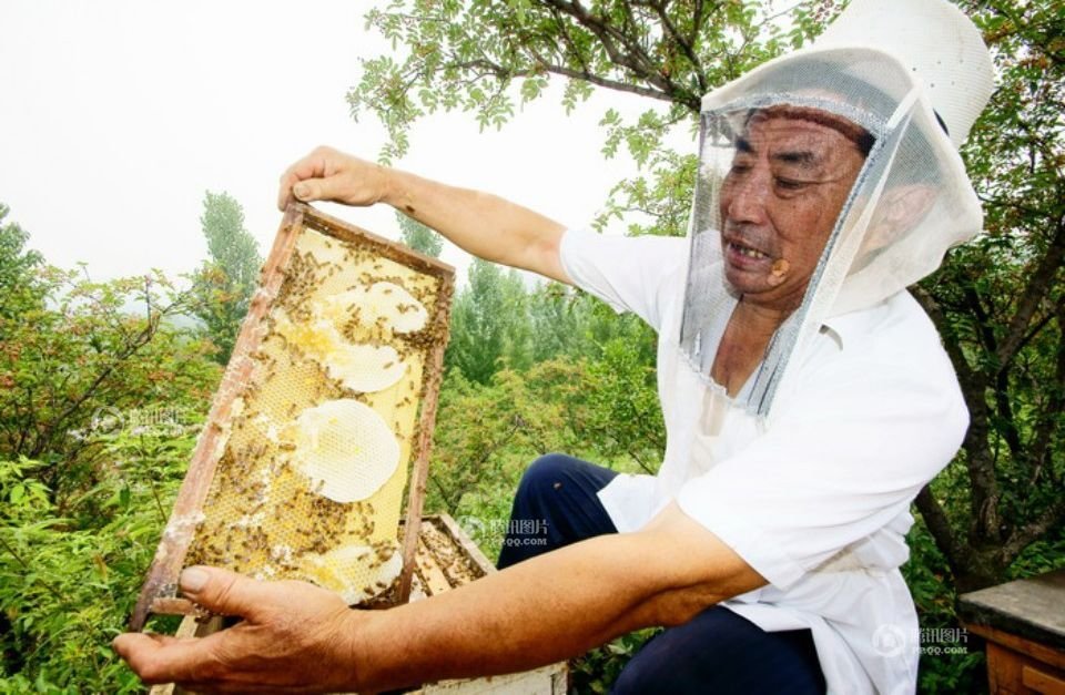 追花酿蜜养蜂人