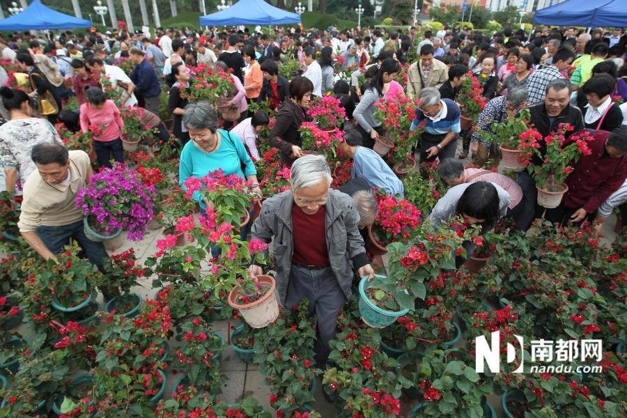 广东江门免费发市花图片