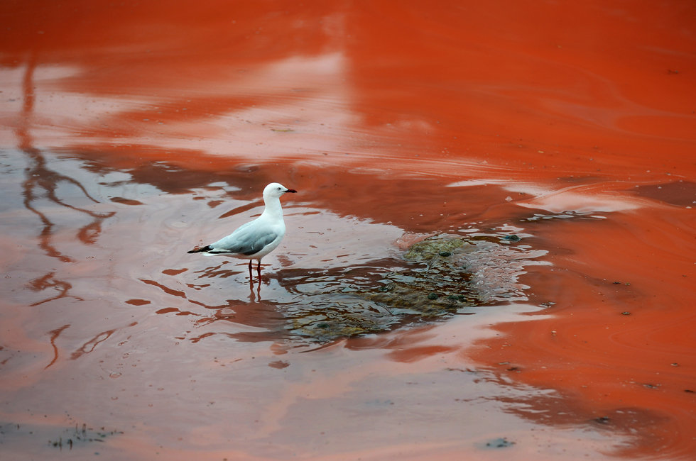 高清:澳大利亚悉尼海岸红藻泛滥 爆发赤潮