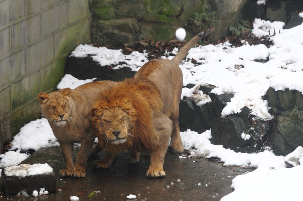 杭州动物园游客搓雪球砸狮子取乐