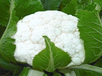 啥菜含蛋白 5853837_1200x1000_0.jpg