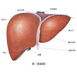 肝脏功能检查_肝脏的功能