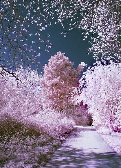 花海精鲜:(1)樱花盛开 风情 电影