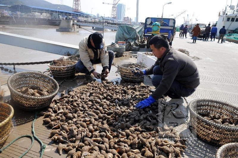 渔民捕千斤大鳇鱼_海上渔民收入