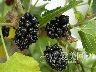 生桑葚功效 6337922_1200x1000_0.jpg