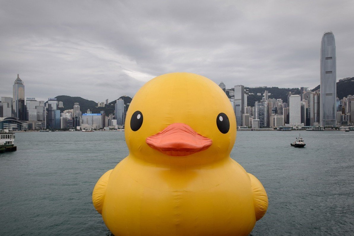 高清:世界上最大的橡皮鸭亮相香港维多利亚港