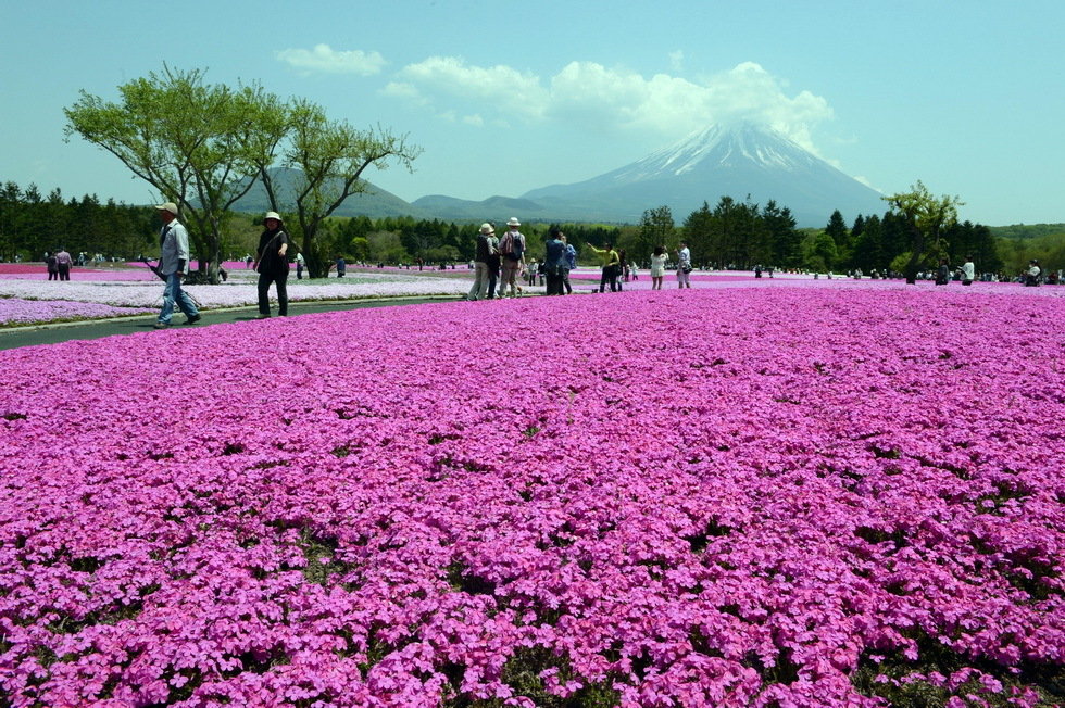 富士山有望正式入选世界遗产名录