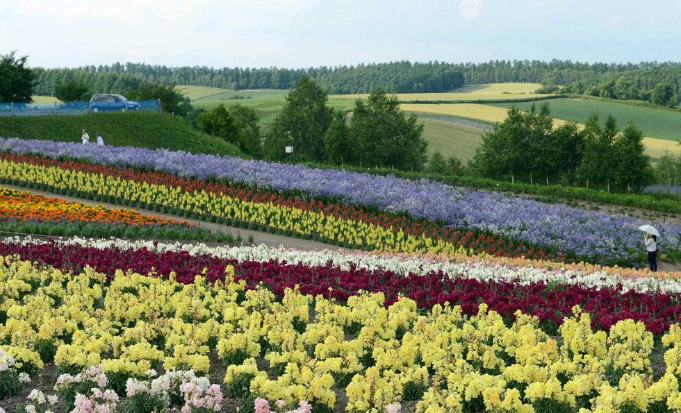 日本北海道花海似彩虹