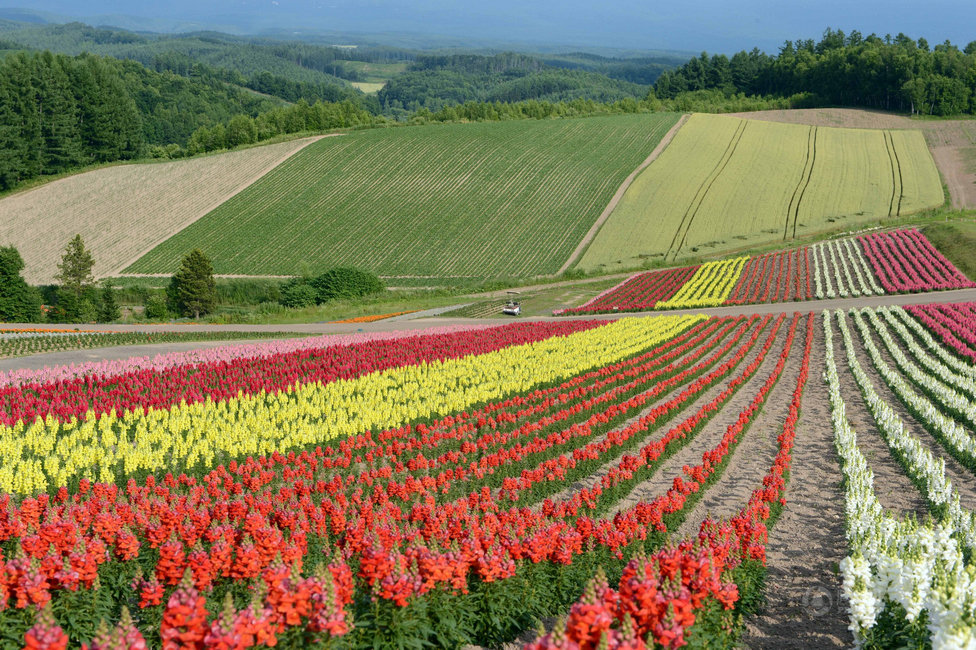 日本北海道花海似彩虹