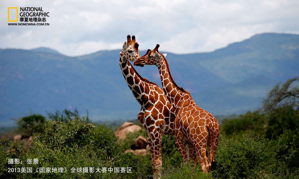 《国家地理》摄影大赛参赛作品选登——生物类