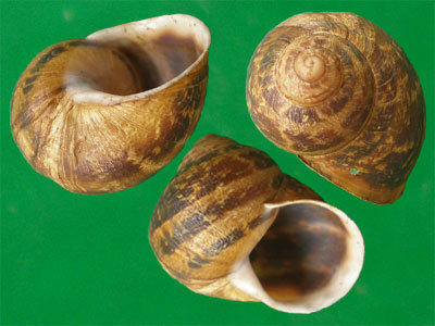 吃蜗牛美食 7336316_1200x1000_0.jpg