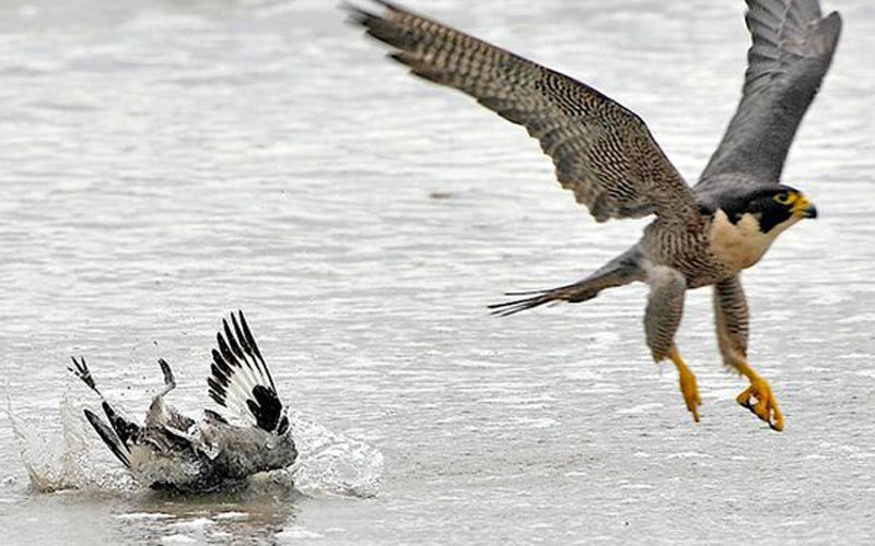 摄影师记录游隼捕食猎物的全过程_朗动论坛_