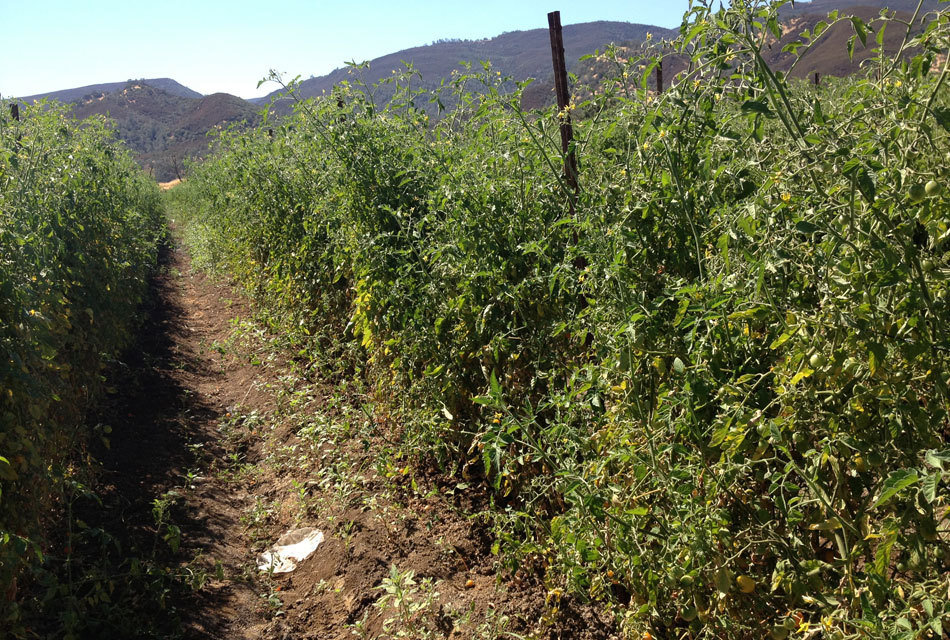 qq最高等级_qq农场收入最高作物