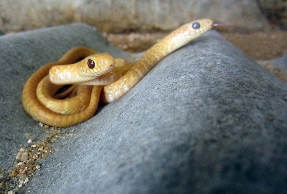 福建龙海草花蛇产下罕见黄金蛇