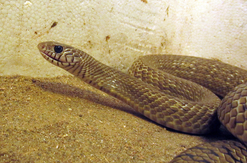 福建龙海草花蛇产下罕见黄金蛇