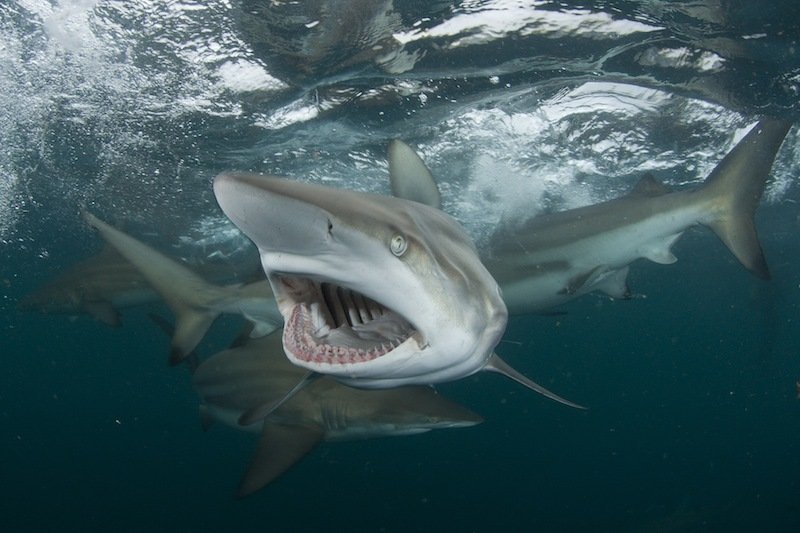 近距离摄影恐怖鲨鱼真貌