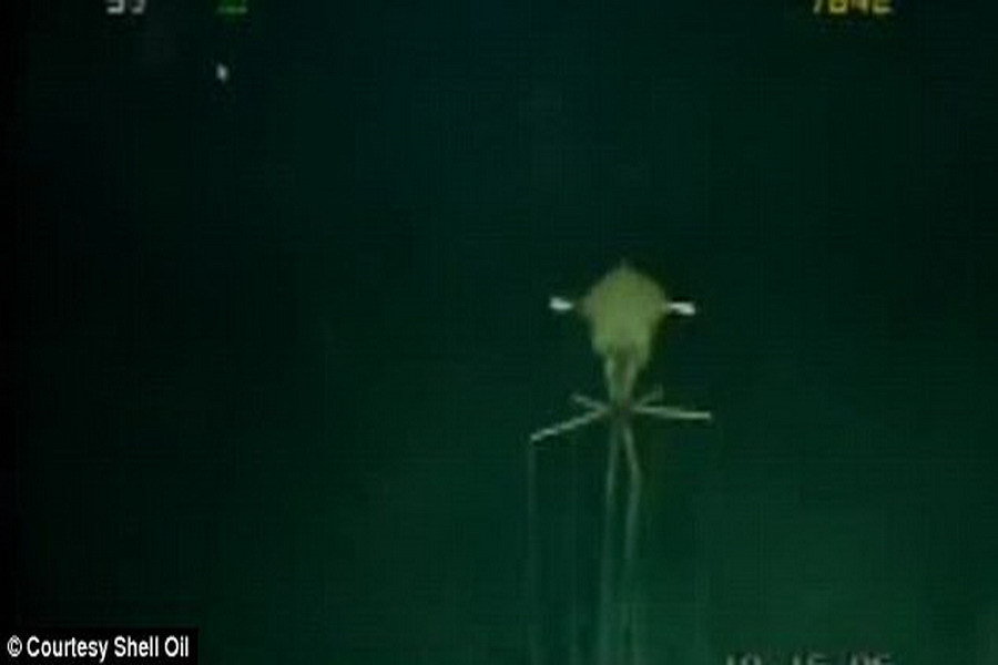 墨西哥海底发现八米长臂乌贼 颇似外星生物