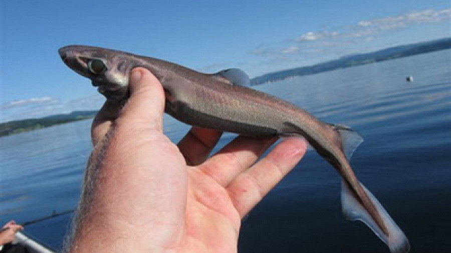 small tiny mini micro nano