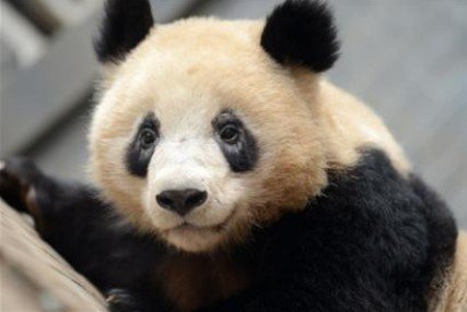 杭州大熊猫黑眼圈变白 动物园称可能长寄生虫