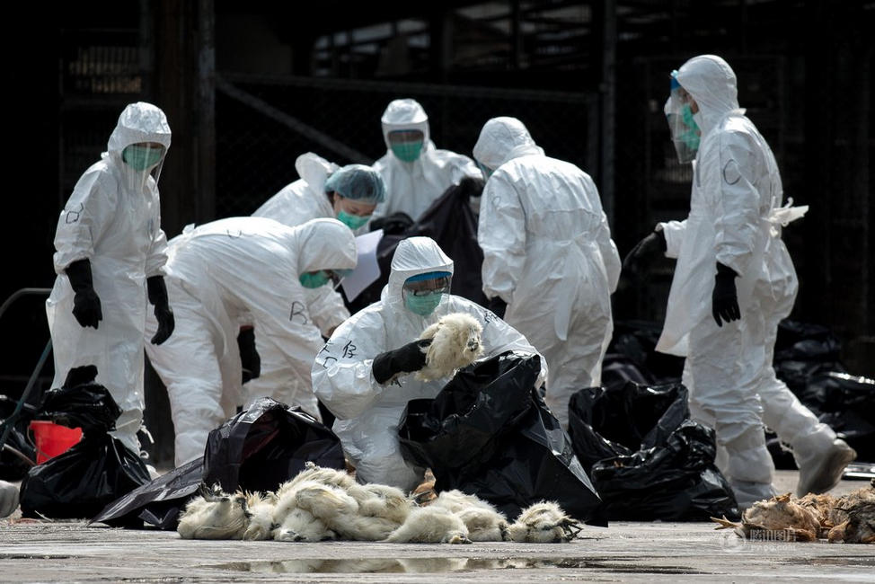 香港确认H7N9禽流感流入 扑杀2万只家禽 - 图片世界 - 黔南在线-黔南论坛