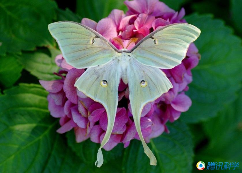 [转载]美丽外貌不输蝴蝶的20种飞蛾