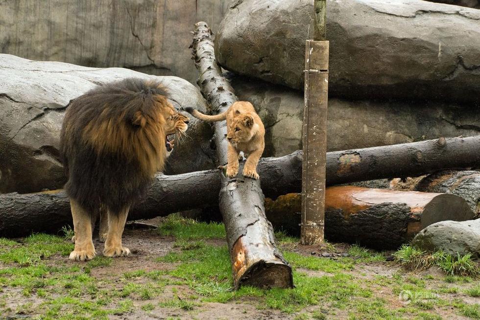 高清:美国动物园上演现实版狮子王 温馨有爱