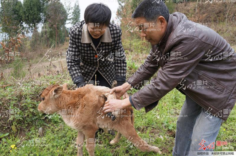 仪陇小牛犊两腿长在脊背上 变身六腿"怪兽(图 转