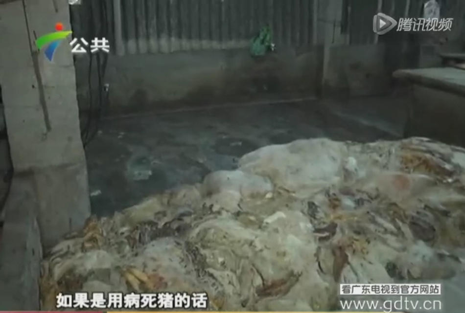 清远养殖户收死猪制腊肉 死猪全身爬满蛆虫