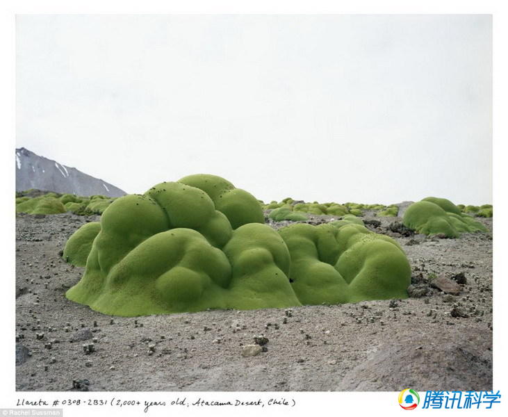 盘点世界各地最古老的生物:2000年观花灌木vs5000年狐尾松