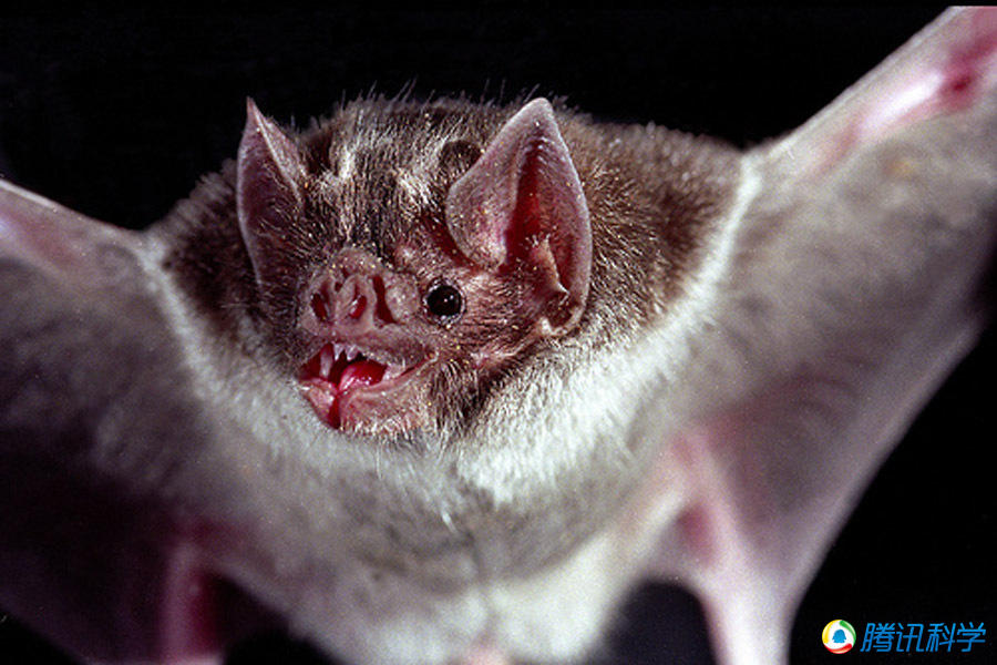 "吸血鬼"的原型动物:吸血蝙蝠