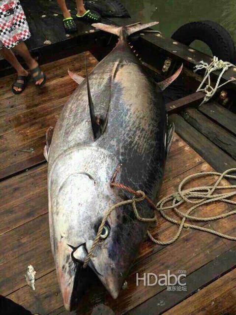 汕尾渔民在惠州捕到巨鱼 预估可卖上千万元