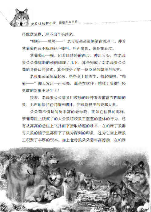沈石溪动物小说感悟生命书系·狼国女王