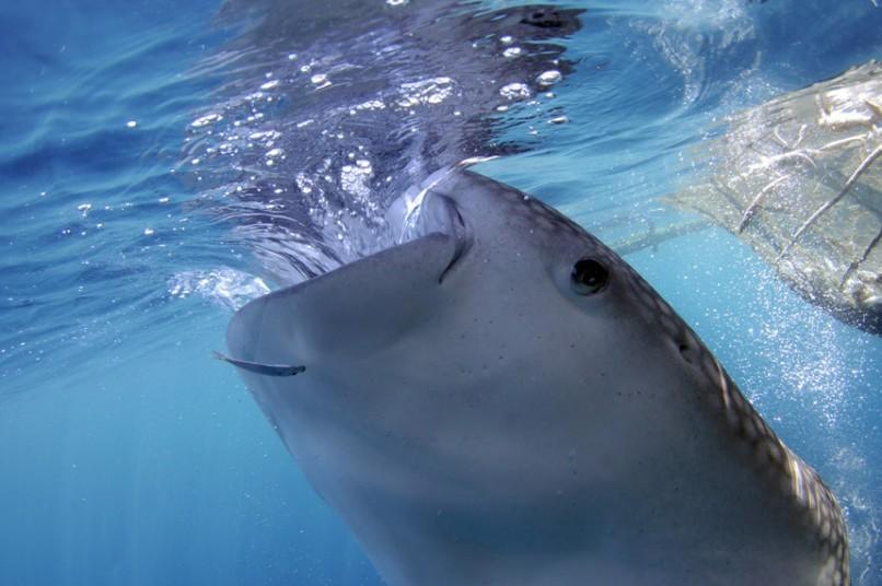 望鱼兴叹吃货鲸鲨 偷袭 渔船吞小鱼未遂 6park Com