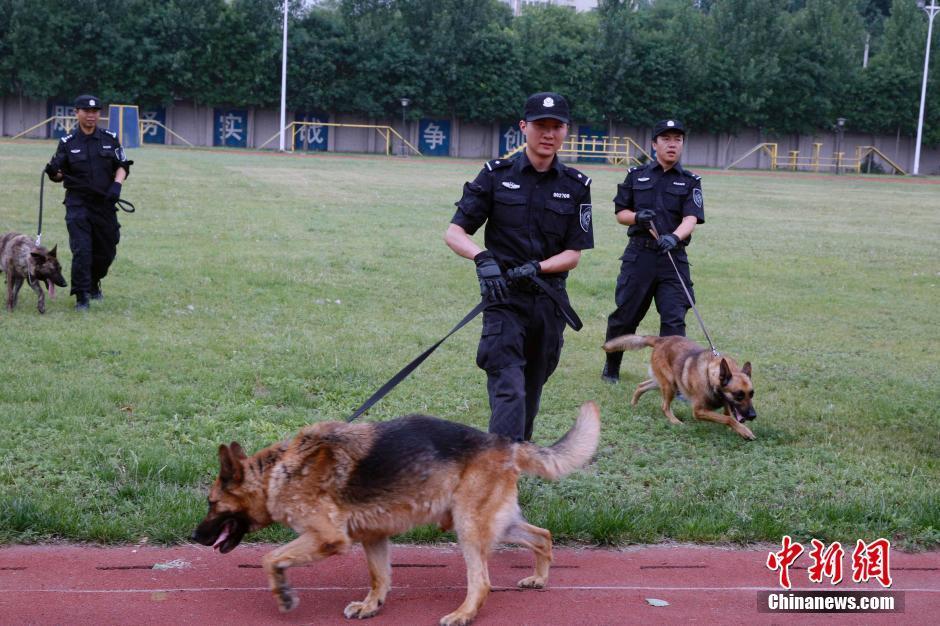 组图:探访北京警犬基地 警员穿扑咬衣"陪练"