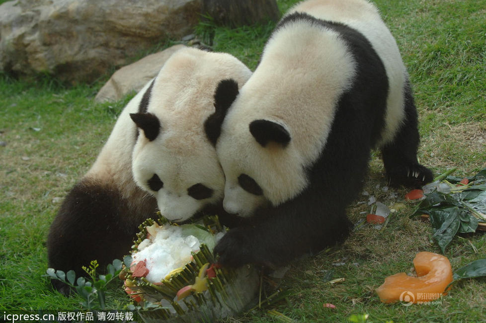 组图:中央赠澳门大熊猫心心死亡,最新消息 -