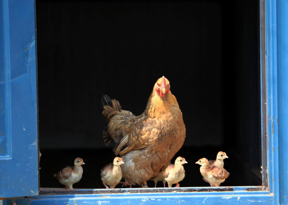 吉林动物园4只鸡妈妈孵出60只小孔雀生物CARC卡喜社区生活动物园,吉林吉林动物园4只鸡妈妈孵出60只小孔雀-因你而精彩!