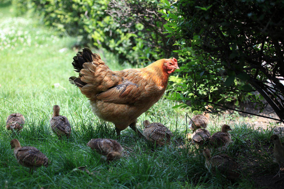 吉林动物园4只鸡妈妈孵出60只小孔雀 - 新奇军