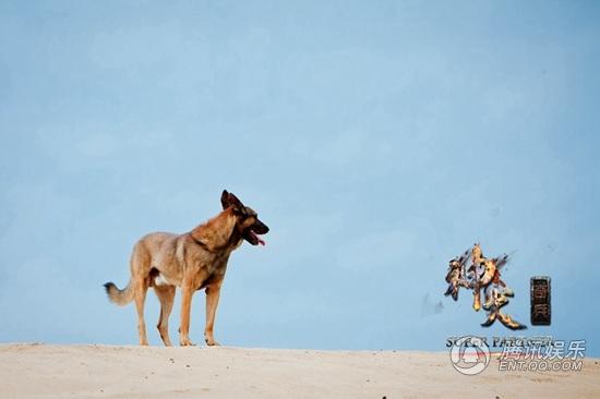 《神犬奇兵》湖南热播 汪星人也玩"三角恋"